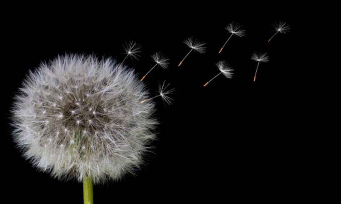 Decentralized Commerce: The Future of Retail with Cprice